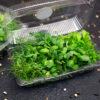 MicroGreen <br>(Coming Soon) - Image 5