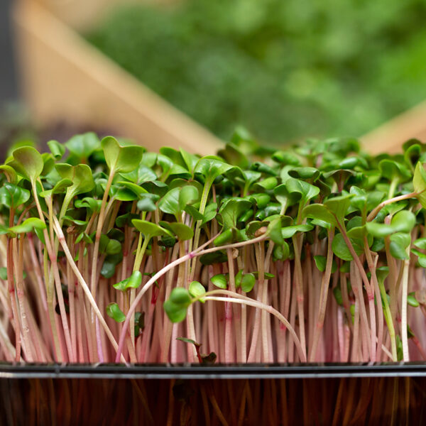 Radish microgreens (Coming Soon)