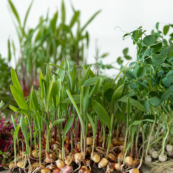 Corn microgreens (Coming Soon)