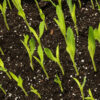 Corn microgreens (Coming Soon) - Image 3