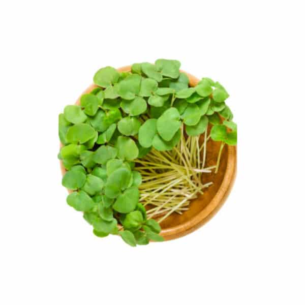 Buckwheat