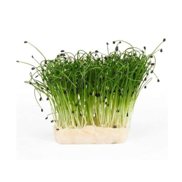 Chives