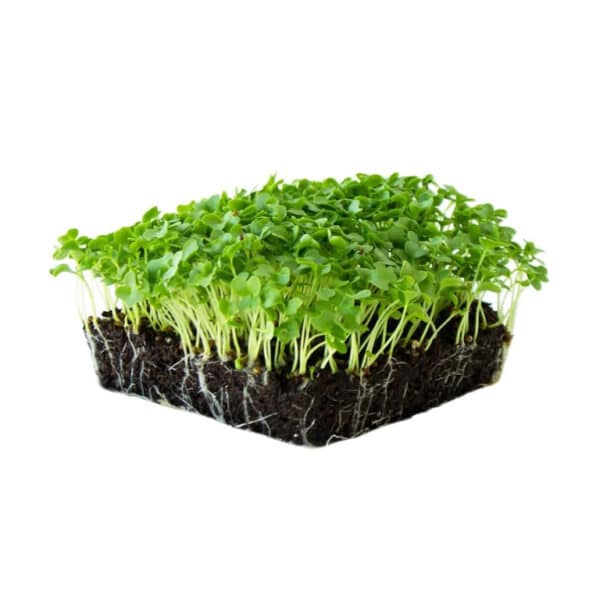 Kale
