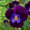 Viola - Image 2