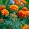 Marigold - Image 2