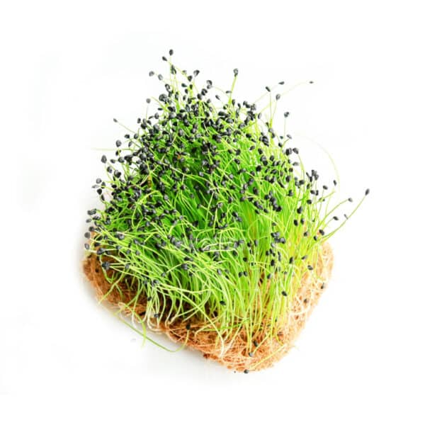 Micro leek