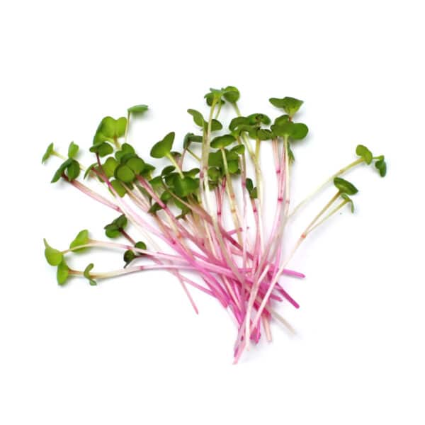 Radish