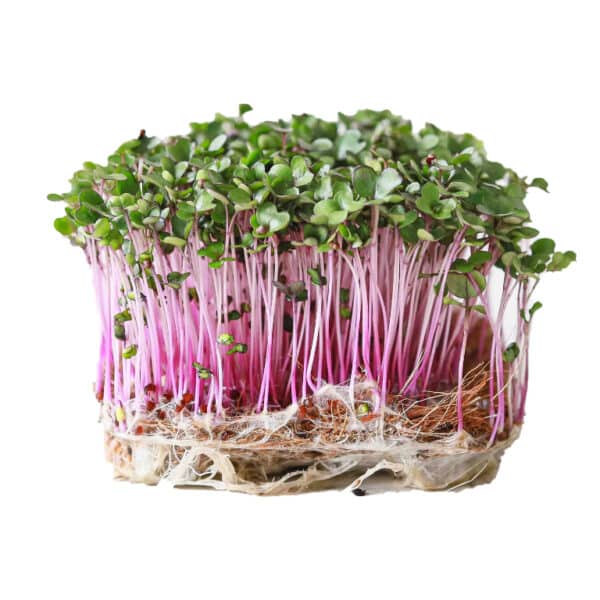 Red cabbage