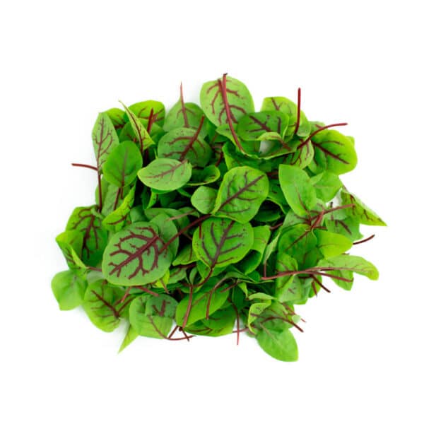 Sorrel