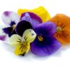 Viola - Image 4