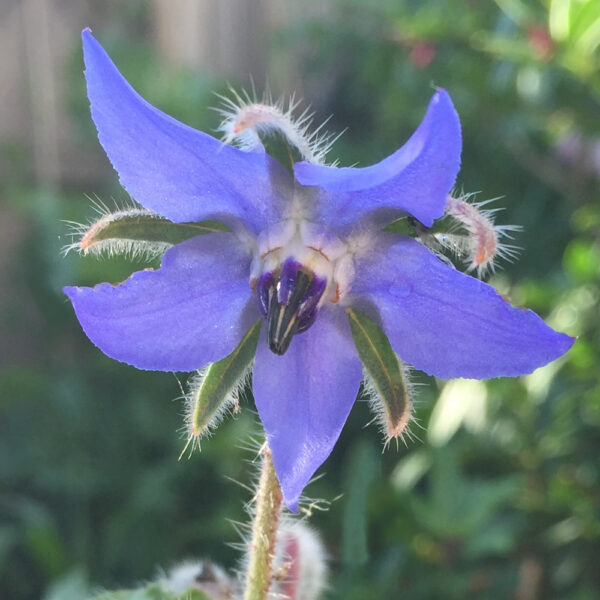 Borage (Coming Soon)