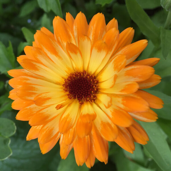 Calendula (Coming Soon)