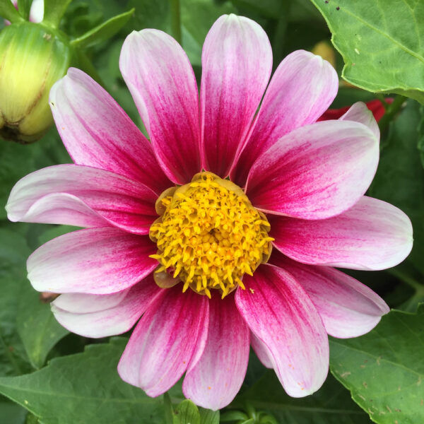 Dahlias