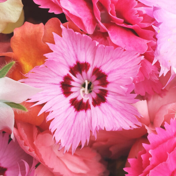 Dianthus