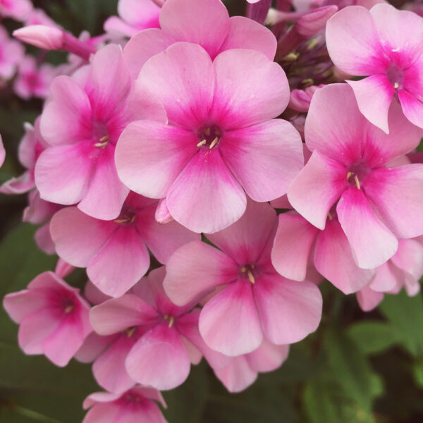 Phlox (Coming Soon)